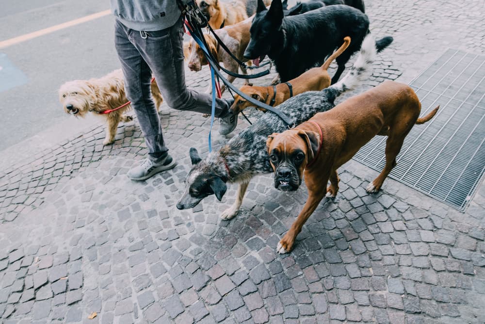 dog bit homeowner insurance