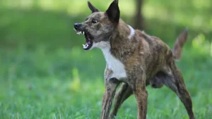 Dog Bite Attorney In Danville