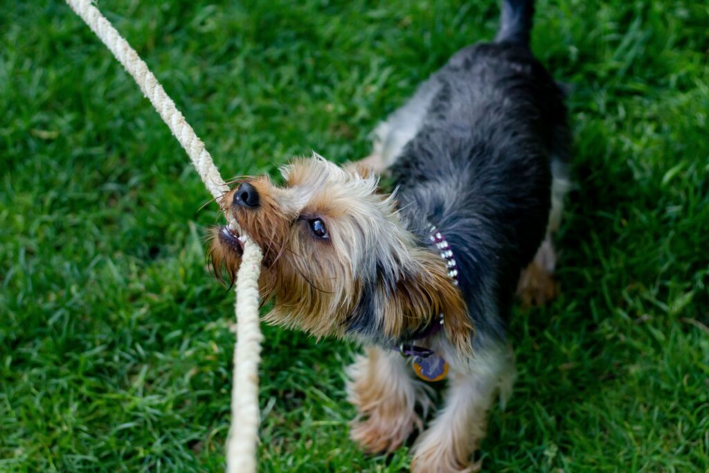 A closeup shot of a cute dog chewing on a rope in a grassy field. ai image.