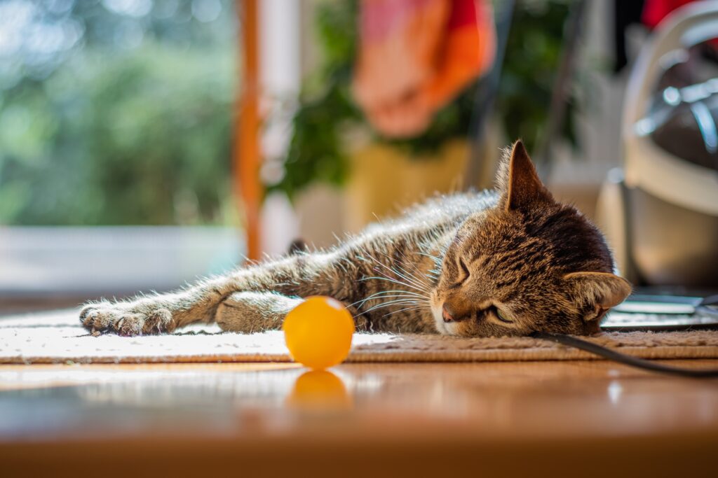 A cute cat lying on the floor at home. ai image.